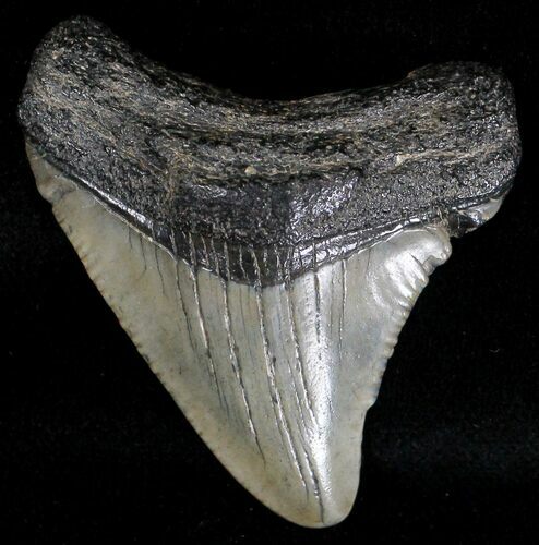Juvenile Megalodon Tooth - South Carolina #18424